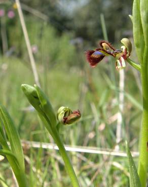 Fotografia 12 da espécie Ophrys speculum subesp. speculum no Jardim Botânico UTAD