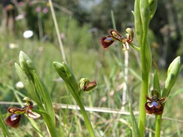 Fotografia da espécie Ophrys speculum subesp. speculum