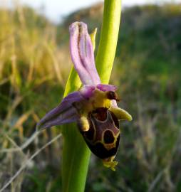 Fotografia da espécie Ophrys scolopax