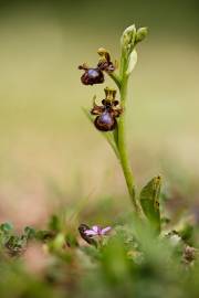 Fotografia da espécie Ophrys speculum subesp. speculum