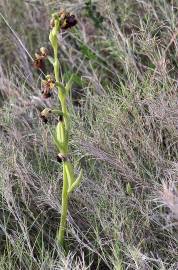 Fotografia da espécie Ophrys speculum subesp. speculum