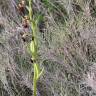 Fotografia 14 da espécie Ophrys speculum subesp. speculum do Jardim Botânico UTAD