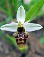 Ophrys scolopax