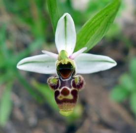 Fotografia da espécie Ophrys scolopax