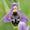 Fotografia 5 da espécie Ophrys scolopax do Jardim Botânico UTAD