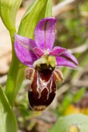 Fotografia da espécie Ophrys scolopax