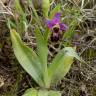 Fotografia 7 da espécie Ophrys scolopax do Jardim Botânico UTAD