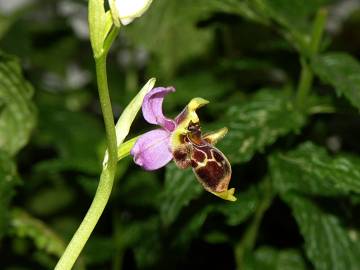 Fotografia da espécie Ophrys scolopax