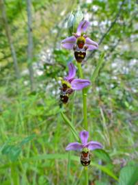 Fotografia da espécie Ophrys scolopax