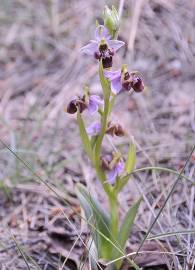 Fotografia da espécie Ophrys scolopax