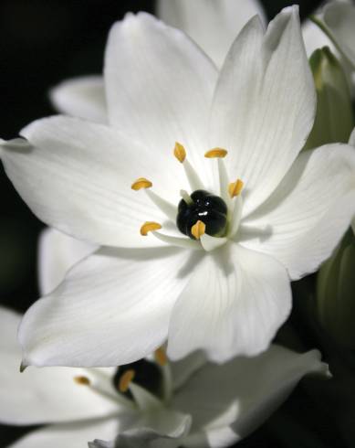 Fotografia de capa Ornithogalum arabicum - do Jardim Botânico