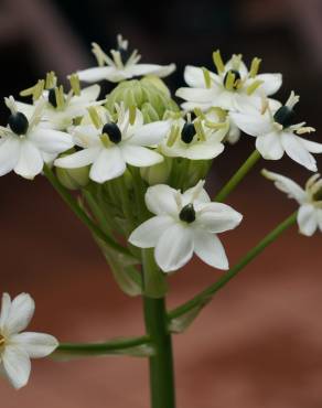 Fotografia 5 da espécie Ornithogalum arabicum no Jardim Botânico UTAD