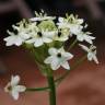 Fotografia 5 da espécie Ornithogalum arabicum do Jardim Botânico UTAD