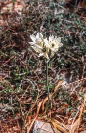 Fotografia da espécie Ornithogalum arabicum