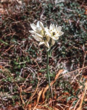 Fotografia 6 da espécie Ornithogalum arabicum no Jardim Botânico UTAD