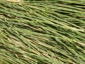 Fotografia da espécie Casuarina equisetifolia