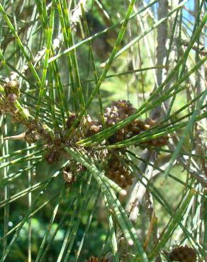 Fotografia 3 da espécie Casuarina equisetifolia no Jardim Botânico UTAD