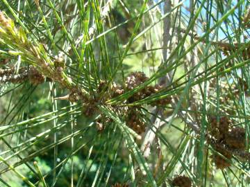 Fotografia da espécie Casuarina equisetifolia