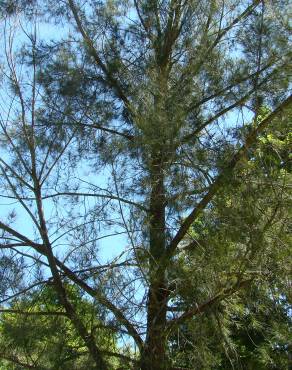 Fotografia 4 da espécie Casuarina equisetifolia no Jardim Botânico UTAD