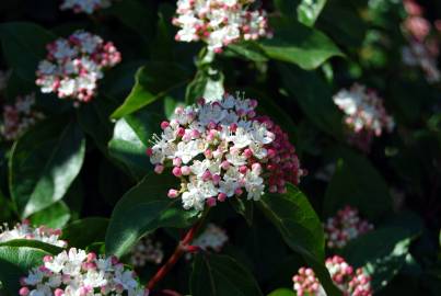 Fotografia da espécie Viburnum tinus subesp. tinus