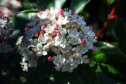 Fotografia da espécie Viburnum tinus subesp. tinus