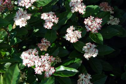 Fotografia da espécie Viburnum tinus subesp. tinus