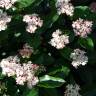 Fotografia 4 da espécie Viburnum tinus subesp. tinus do Jardim Botânico UTAD