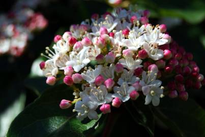 Fotografia da espécie Viburnum tinus subesp. tinus