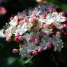 Fotografia 5 da espécie Viburnum tinus subesp. tinus do Jardim Botânico UTAD