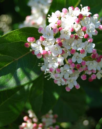 Fotografia de capa Viburnum tinus subesp. tinus - do Jardim Botânico