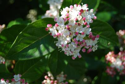 Fotografia da espécie Viburnum tinus subesp. tinus