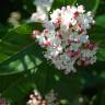 Fotografia 1 da espécie Viburnum tinus subesp. tinus do Jardim Botânico UTAD