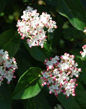 Fotografia 6 da espécie Viburnum tinus subesp. tinus no Jardim Botânico UTAD