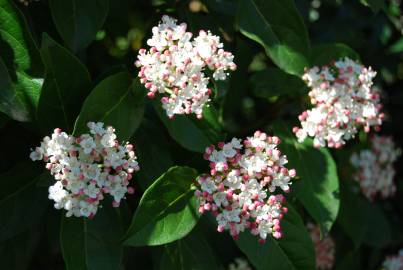 Fotografia da espécie Viburnum tinus subesp. tinus