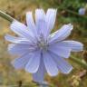 Fotografia 5 da espécie Cichorium intybus do Jardim Botânico UTAD