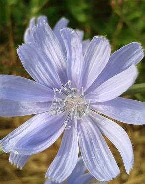 Fotografia 6 da espécie Cichorium intybus no Jardim Botânico UTAD