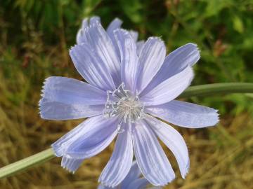 Fotografia da espécie Cichorium intybus