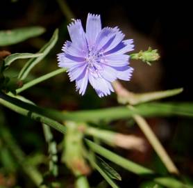 Fotografia da espécie Cichorium intybus
