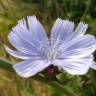 Fotografia 8 da espécie Cichorium intybus do Jardim Botânico UTAD