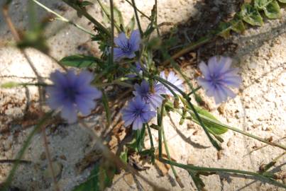 Fotografia da espécie Cichorium intybus