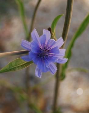 Fotografia 10 da espécie Cichorium intybus no Jardim Botânico UTAD