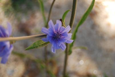 Fotografia da espécie Cichorium intybus