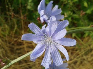 Fotografia da espécie Cichorium intybus