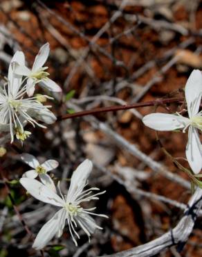 Fotografia 5 da espécie Clematis flammula no Jardim Botânico UTAD