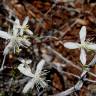 Fotografia 5 da espécie Clematis flammula do Jardim Botânico UTAD