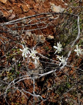 Fotografia 6 da espécie Clematis flammula no Jardim Botânico UTAD