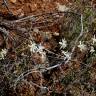 Fotografia 6 da espécie Clematis flammula do Jardim Botânico UTAD
