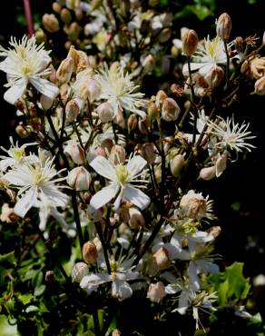 Fotografia 7 da espécie Clematis flammula no Jardim Botânico UTAD