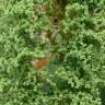 Fotografia 8 da espécie Chenopodium ambrosioides do Jardim Botânico UTAD