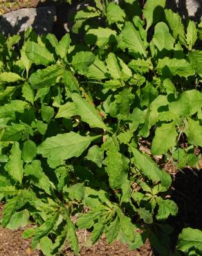 Fotografia 10 da espécie Dysphania ambrosioides no Jardim Botânico UTAD